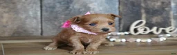 Maltipoo dogs for sale: Sara - Ad 6