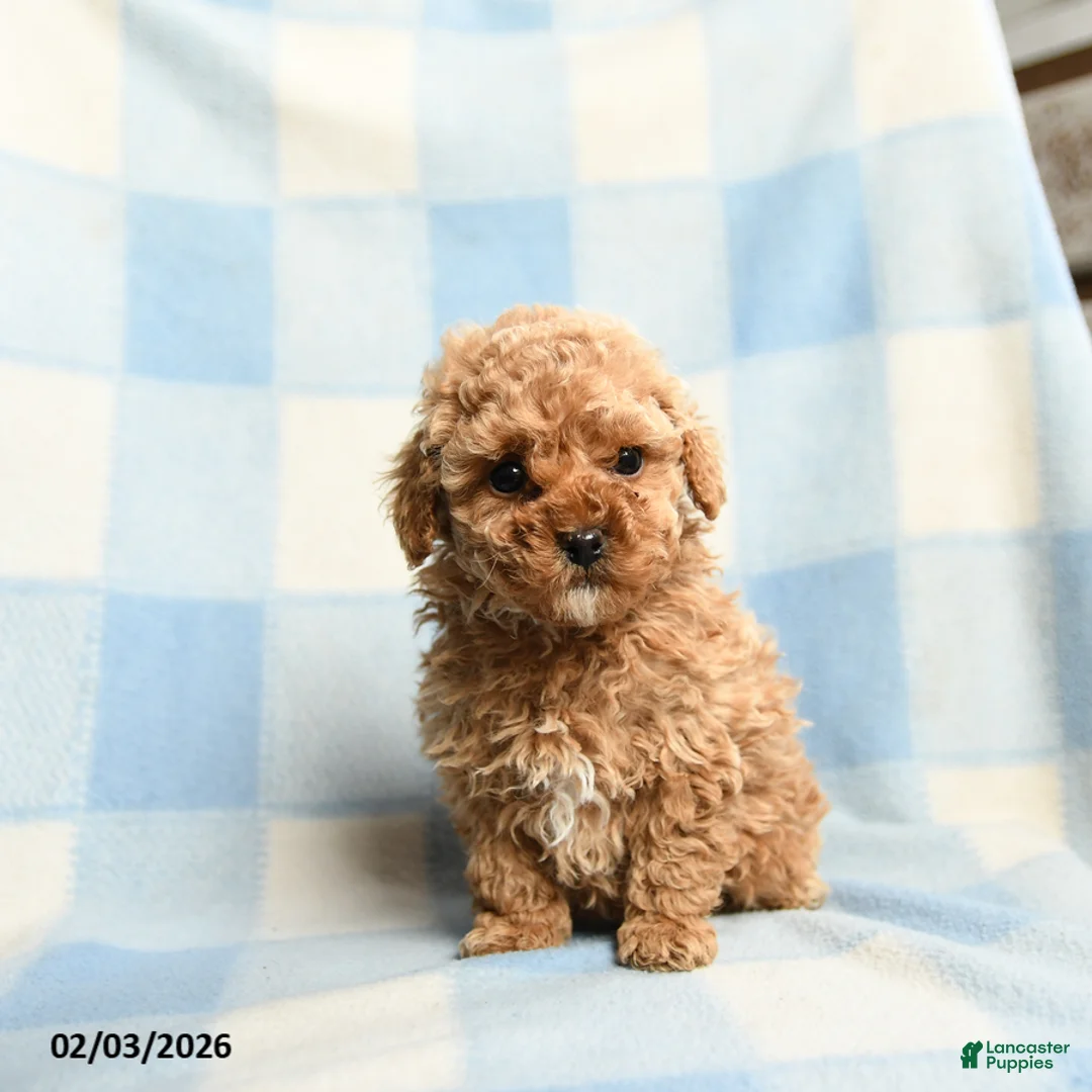 Toy Poodle dogs for sale: Abel - Ad 5