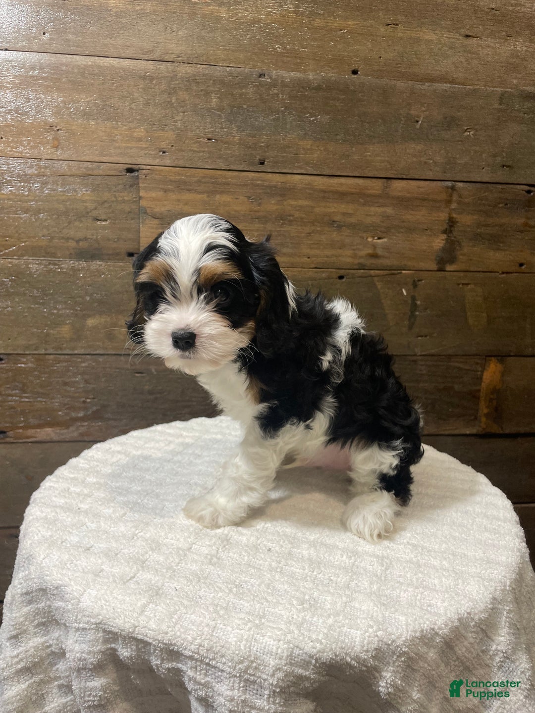 Cavapoo dogs for sale: Ziggy - Ad 2