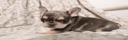 French Bulldog dogs for sale: Lars - Ad 17