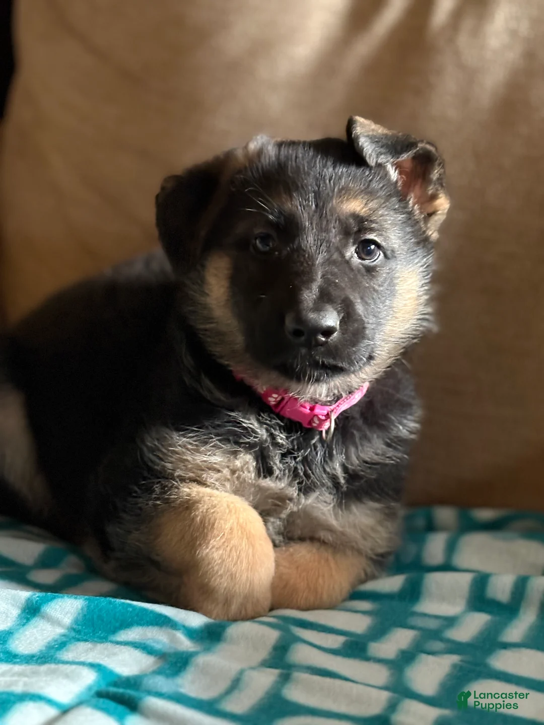 German Shepherd dogs for sale: Light Pink Collar Female 12-22 - Ad 3