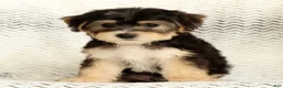 Yochon dogs for sale: Milo - Ad 7