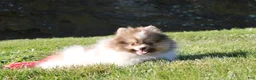 Pomeranian dogs for sale: Bentley AKC - Ad 6