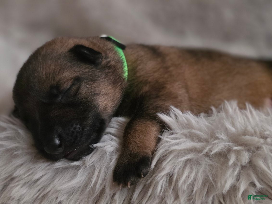 German Shepherd dogs Boy (Green) - Ad 33