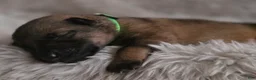 German Shepherd dogs for sale: Boy (Green) - Ad 1