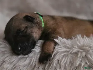 German Shepherd dogs Boy (Green) - Ad 33