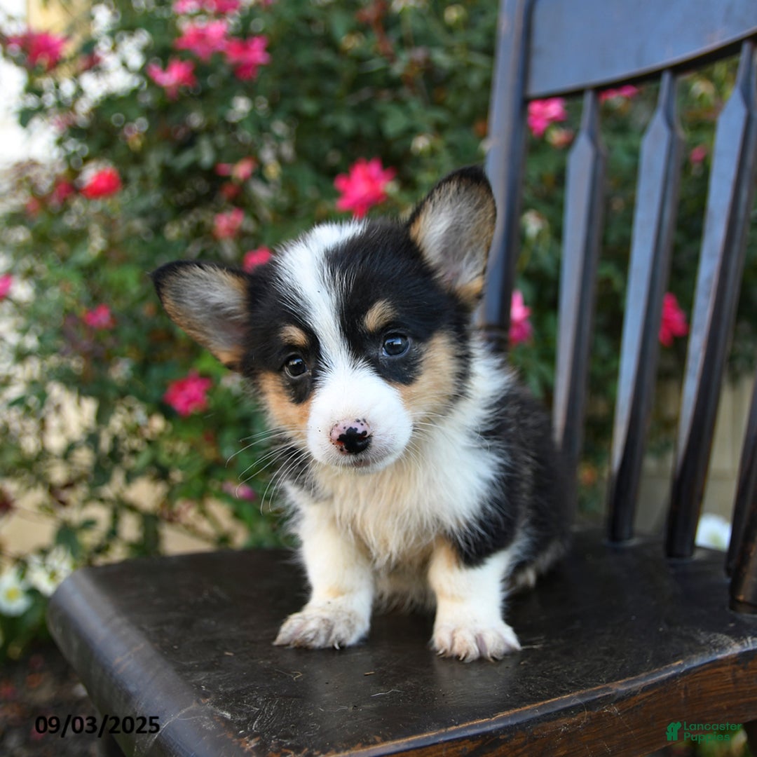 Welsh Corgi Pembroke dogs for sale: Cocopuff - Ad 2