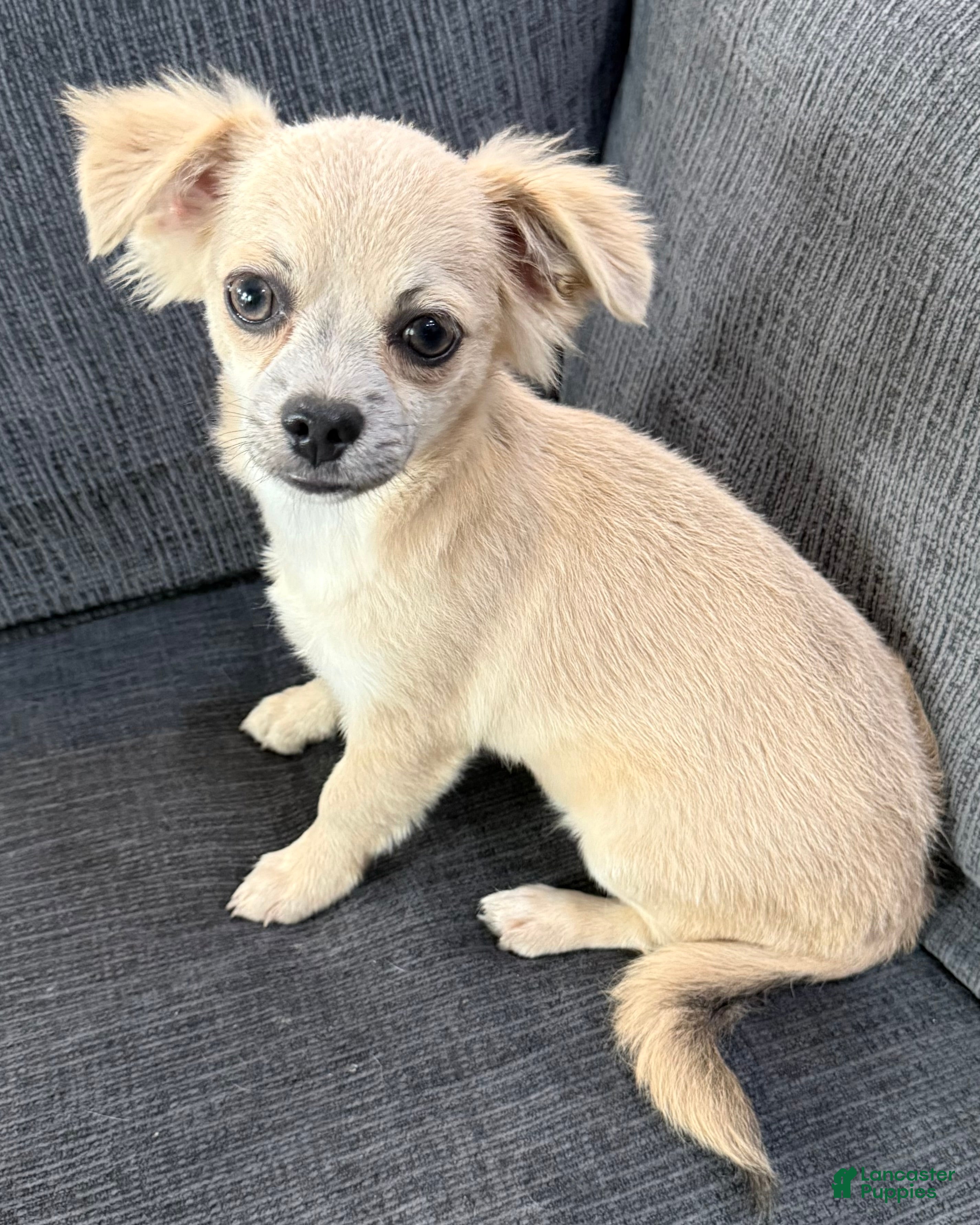 Chihuahua dogs May - Ad 1