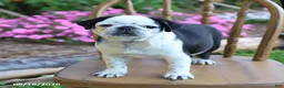 Pug dogs for sale: Sprinkle - Ad 3