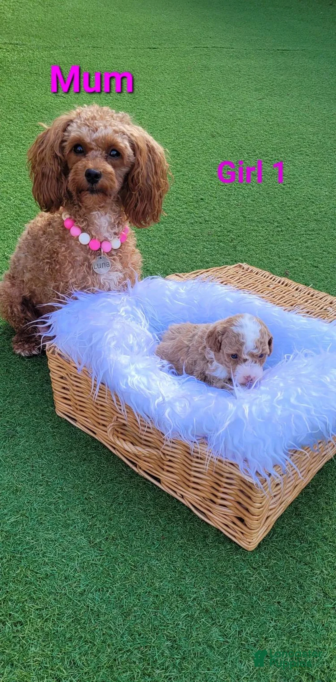 Toy Poodle dogs for sale: Bella - Ad 2