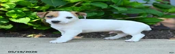 Jack Russell Terrier dogs for sale: Rookie - Ad 3