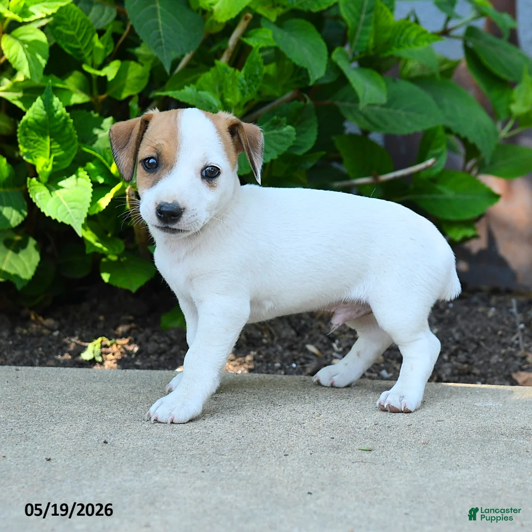 Jack Russell Terrier dogs for sale: Rookie - Ad 3