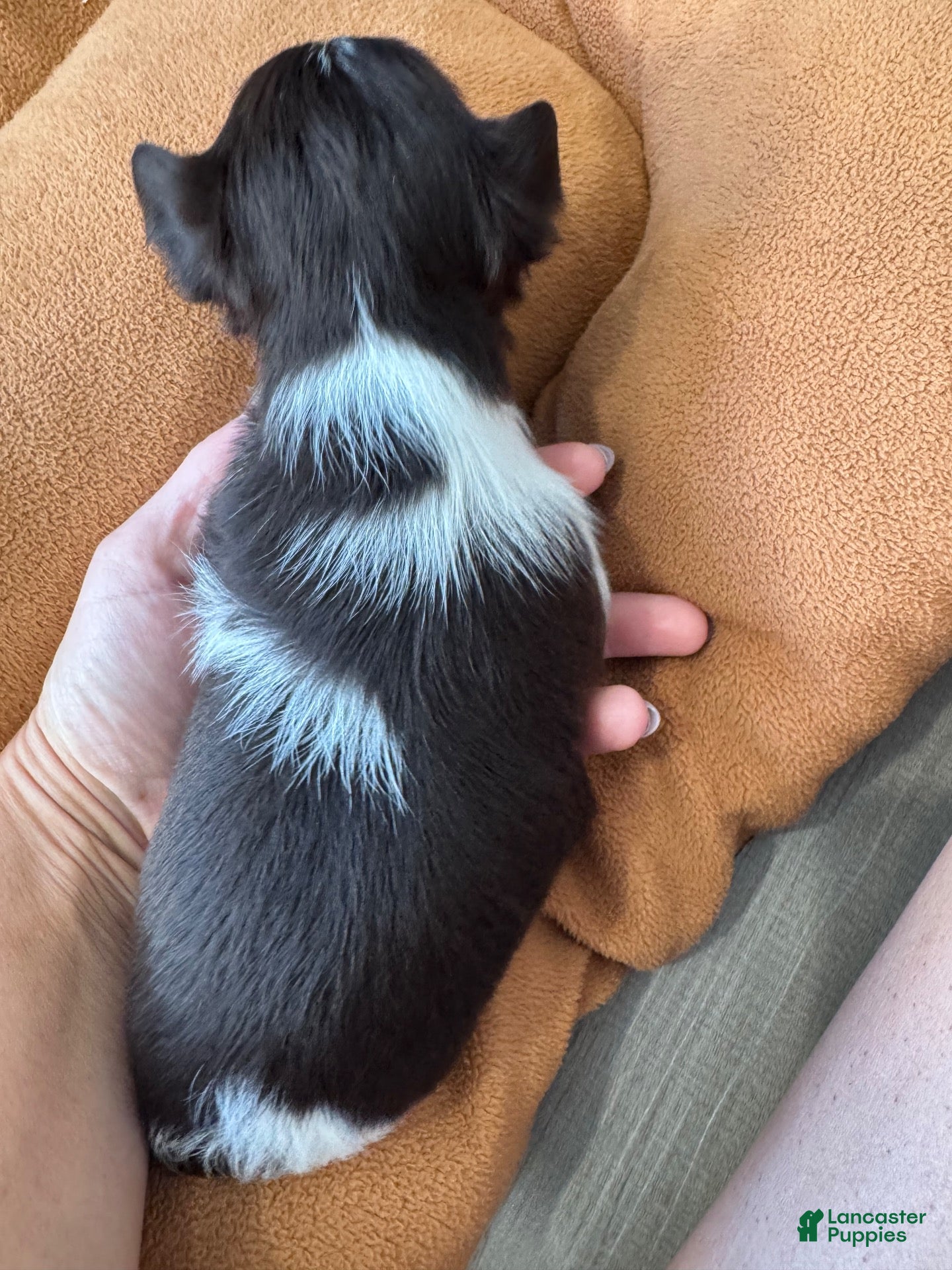Yorkshire Terrier dogs Yorkshire Terrier 3 - Ad 1