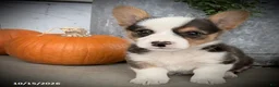 Welsh Corgi Pembroke dogs for sale: Fairy - Ad 2