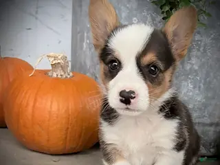Welsh Corgi Pembroke dogs Fairy - Ad 2