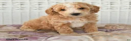 Miniature Poodle dogs for sale: Donny - Ad 2