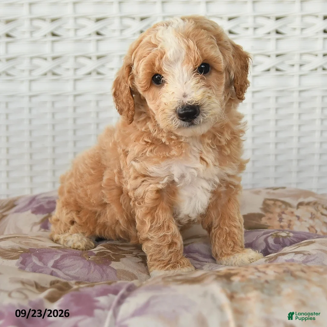 Miniature Poodle dogs for sale: Donny - Ad 2