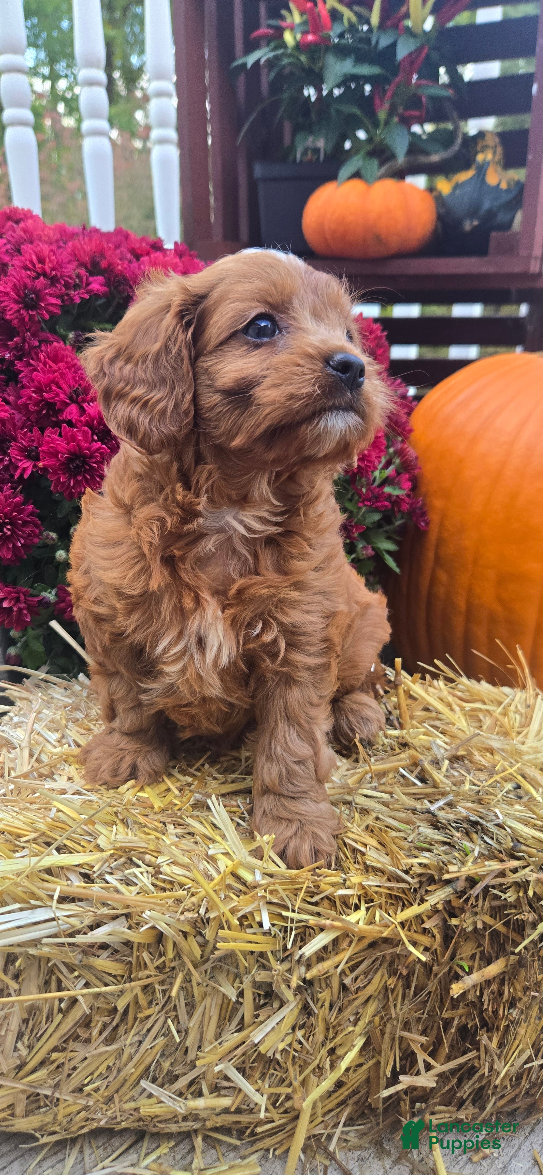 Cavapoo dogs for sale: Autumn - Ad 2