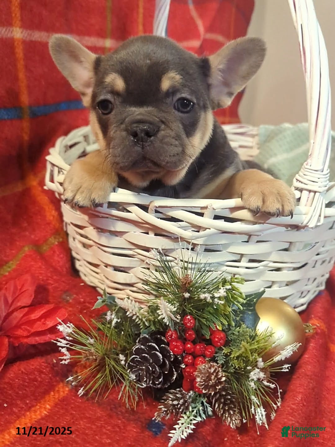 French Bulldog dogs for sale: Amber - Ad 6