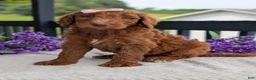 Goldendoodle dogs for sale: Miss Ellie - Ad 10
