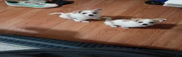 Mixed Breed dogs for sale: Mixed Breed 2 - Ad 3