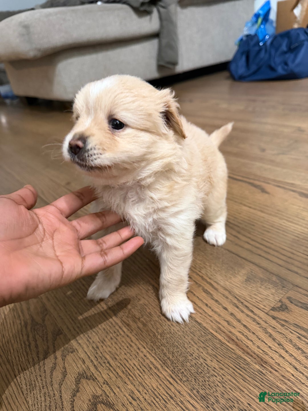 Mixed Breed dogs for sale: Pomapoo Breed Puppy 1 - Ad 2