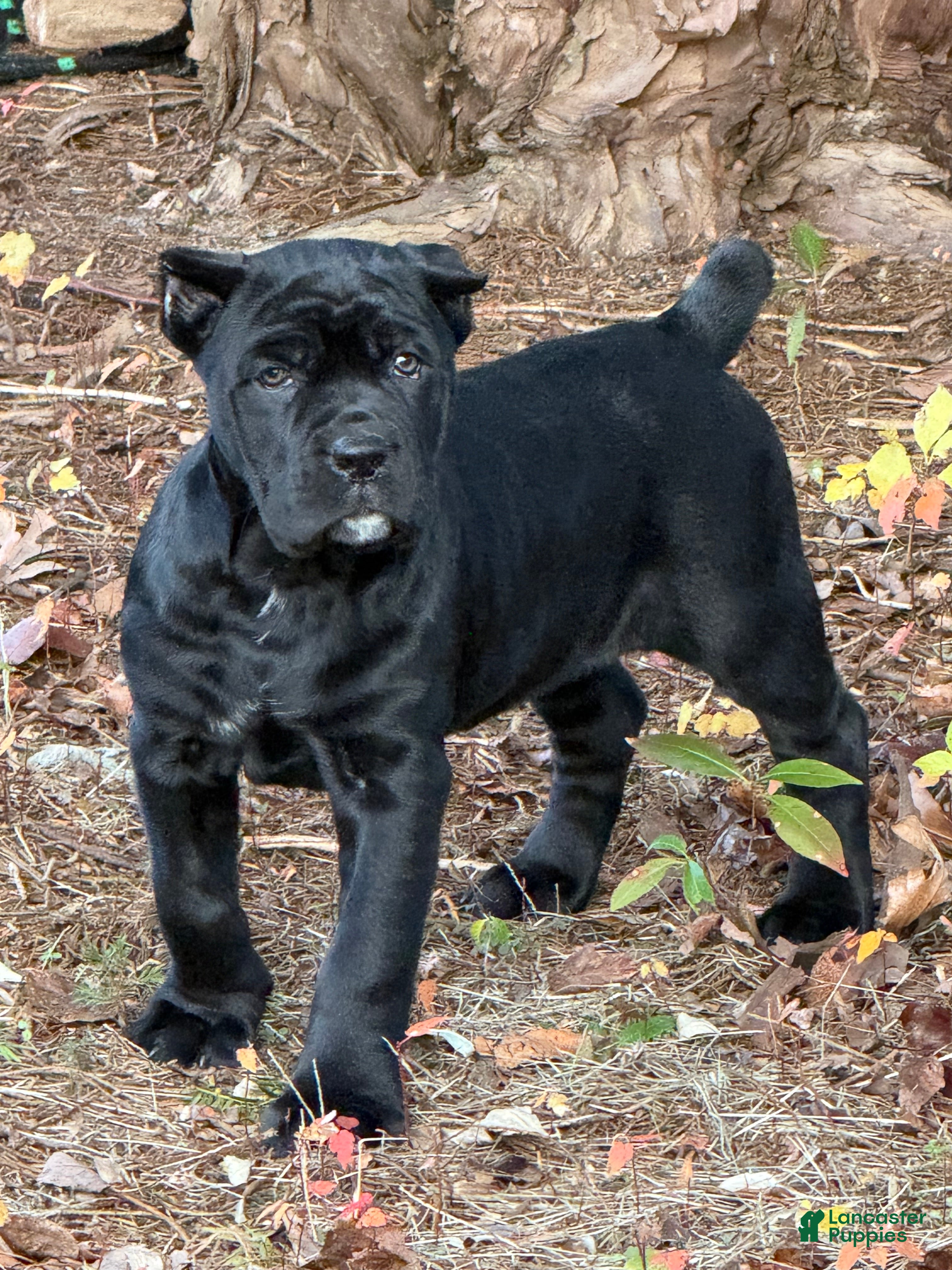 Cane Corso dogs Rose - Ad 31
