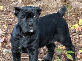 Cane Corso dogs Rose - Ad 31