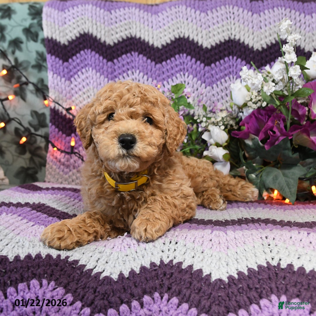Mini Goldendoodle dogs for sale: Chesso - Ad 4