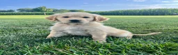 Golden Retriever dogs for sale: Gemma - Ad 1