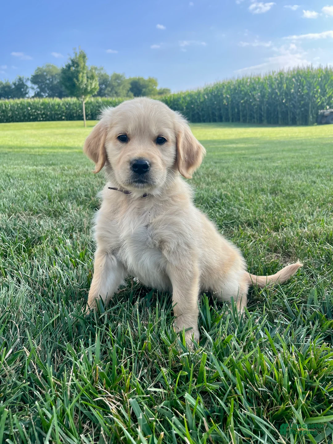 Golden Retriever dogs for sale: Gemma - Ad 1