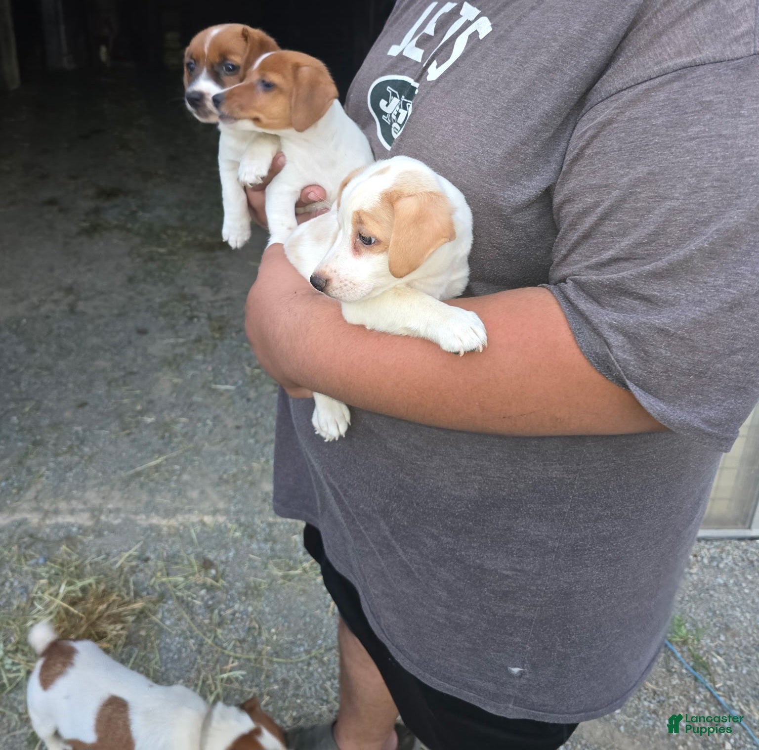 Jack Russell Terrier dogs Jack Russell Terrier 1 - Ad 1