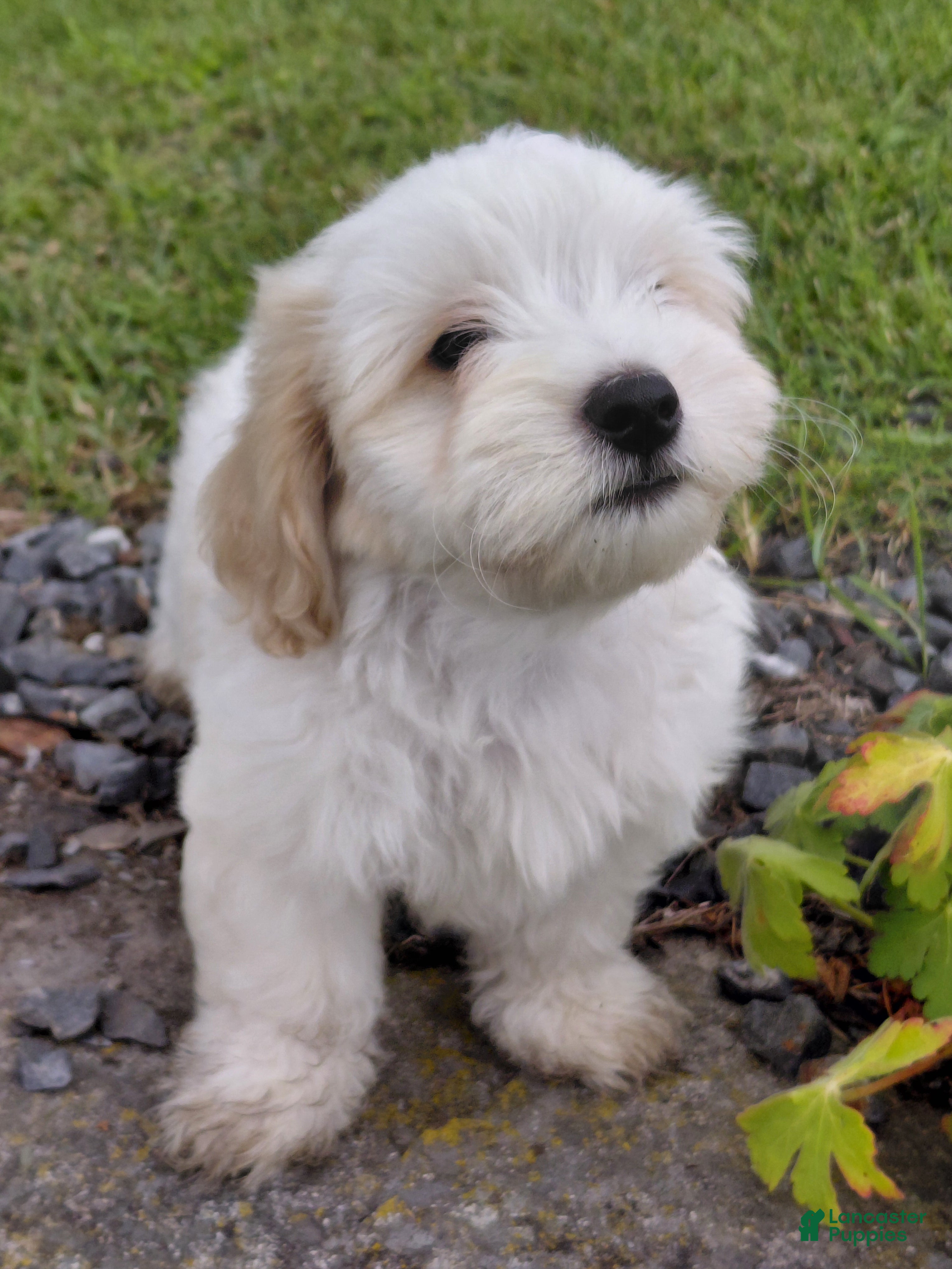 Mixed Breed dogs Sylvester - Ad 24