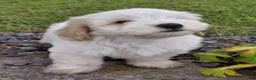 Mixed Breed dogs for sale: Sylvester - Ad 1