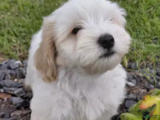 Mixed Breed dogs Sylvester - Ad 20