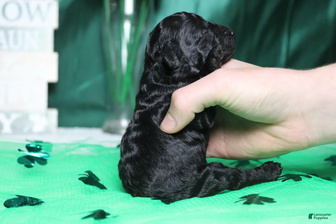 Toy Poodle dogs for sale: Ella  - Ad 6