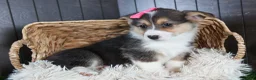 Welsh Corgi Pembroke dogs for sale: Razzle - Ad 6