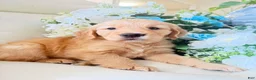 Golden Retriever dogs for sale: Golden Retriever 1 - Ad 5
