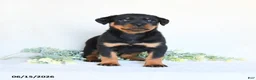 Rottweiler dogs for sale: Alfie - Ad 5