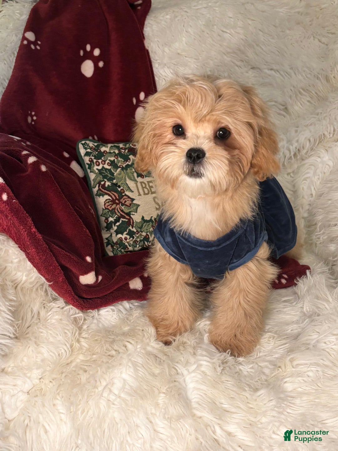 Mixed Breed dogs for sale: Willow - Ad 3