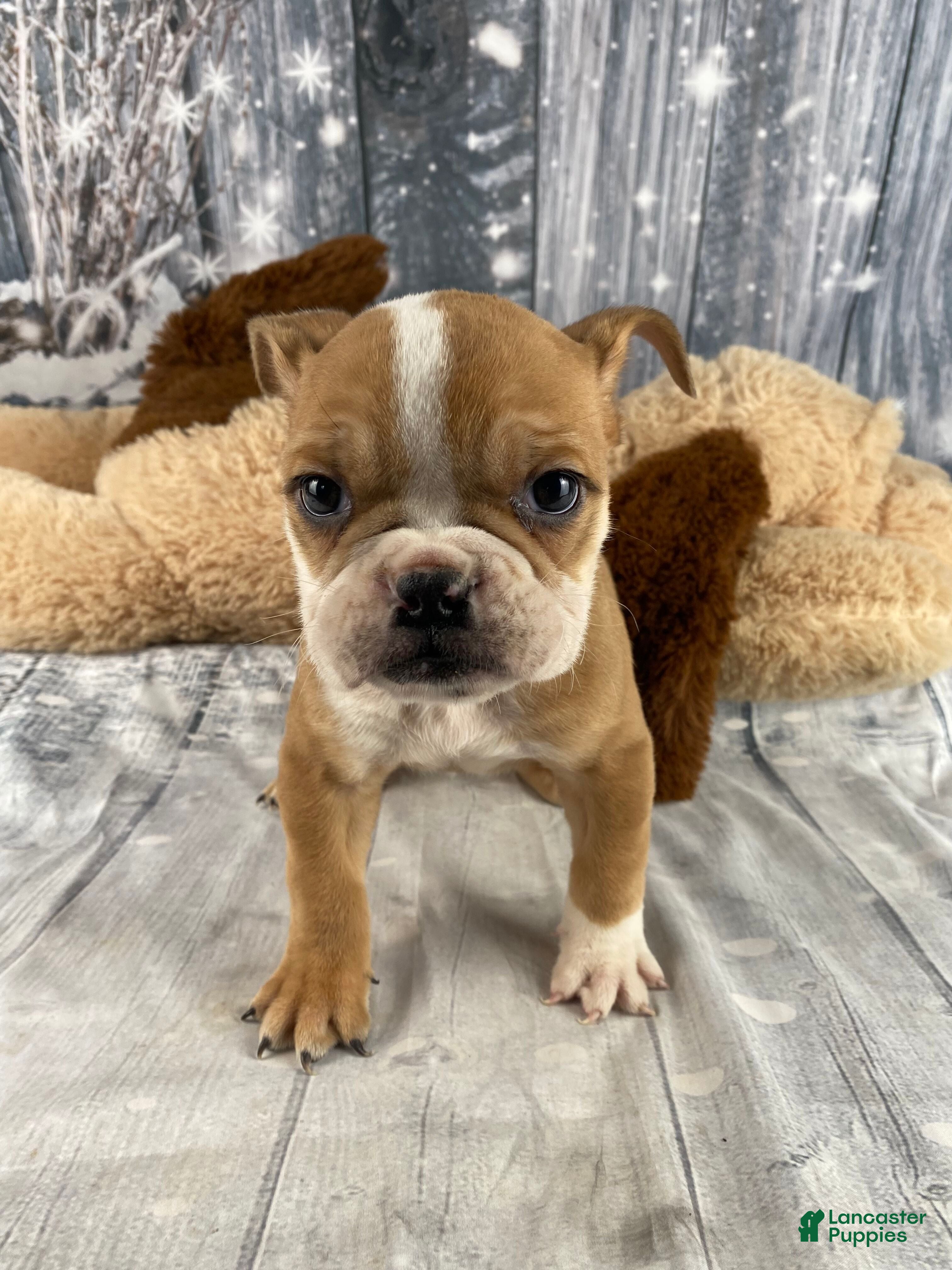 English Bulldog dogs Cody - Ad 1