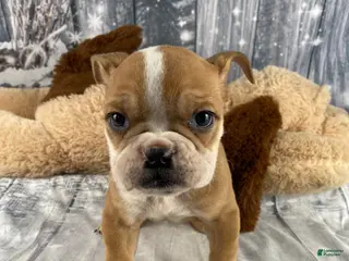 English Bulldog dogs Cody - Ad 17