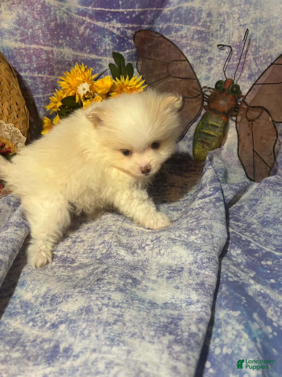 Pomeranian dogs for sale: Pomeranian Puppy 2 - Ad 2