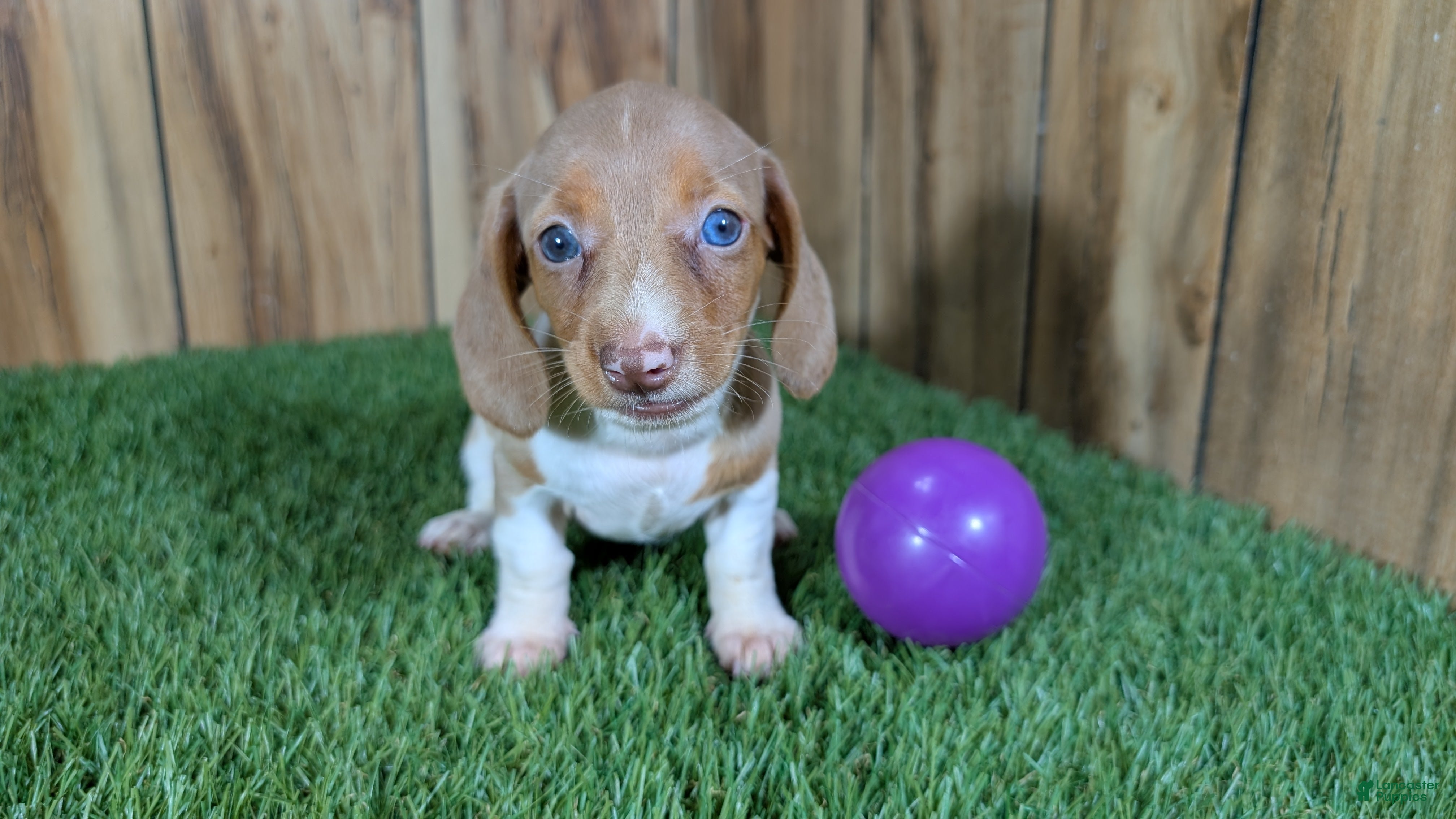 Miniature Dachshund dogs Cutie Girl 2 - Ad 2