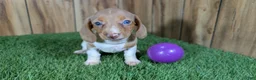 Miniature Dachshund dogs for sale: Cutie Girl 2 - Ad 2