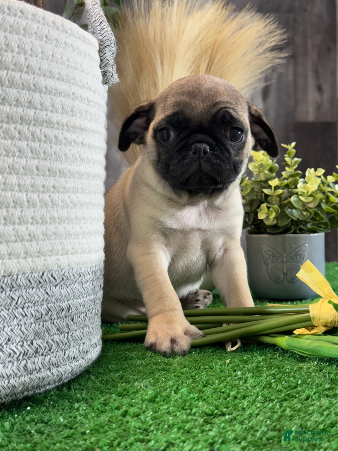 Pug dogs for sale: Pluto - Ad 5