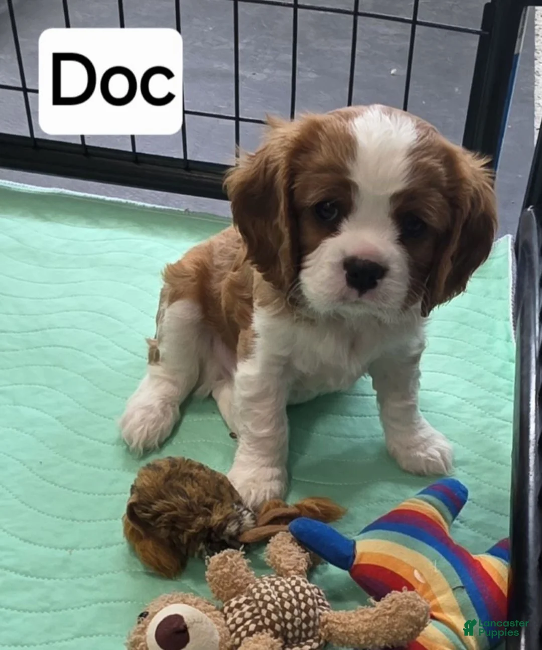 Cavalier King Charles Spaniel dogs for sale: Cavalier King Charles Spaniel 3 - Ad 2