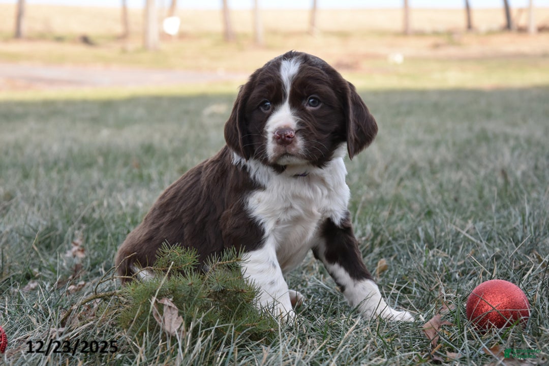English Springer Spaniel dogs for sale: Max - Ad 2