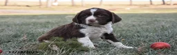 English Springer Spaniel dogs for sale: Max - Ad 1