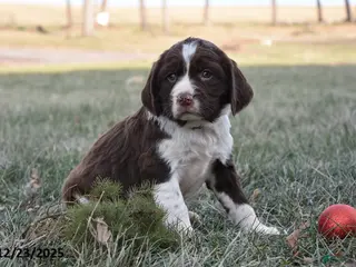 English Springer Spaniel dogs Max - Ad 12